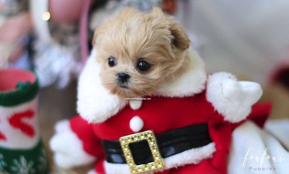Leia - Maltipoo F.