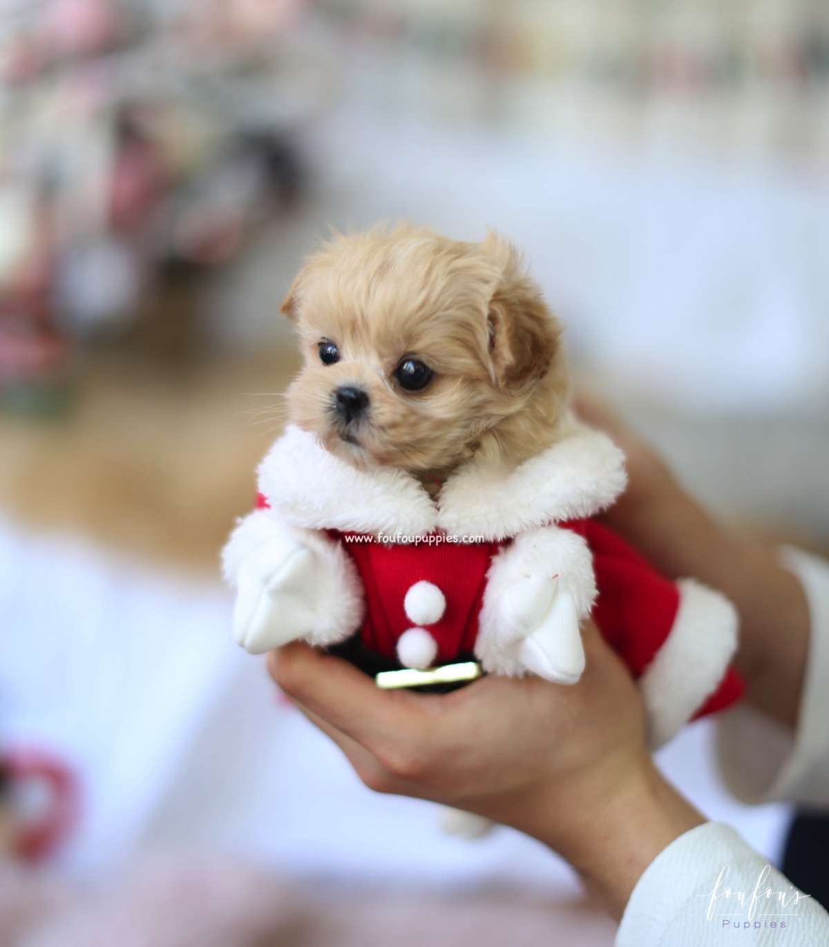 Leia - Maltipoo F.