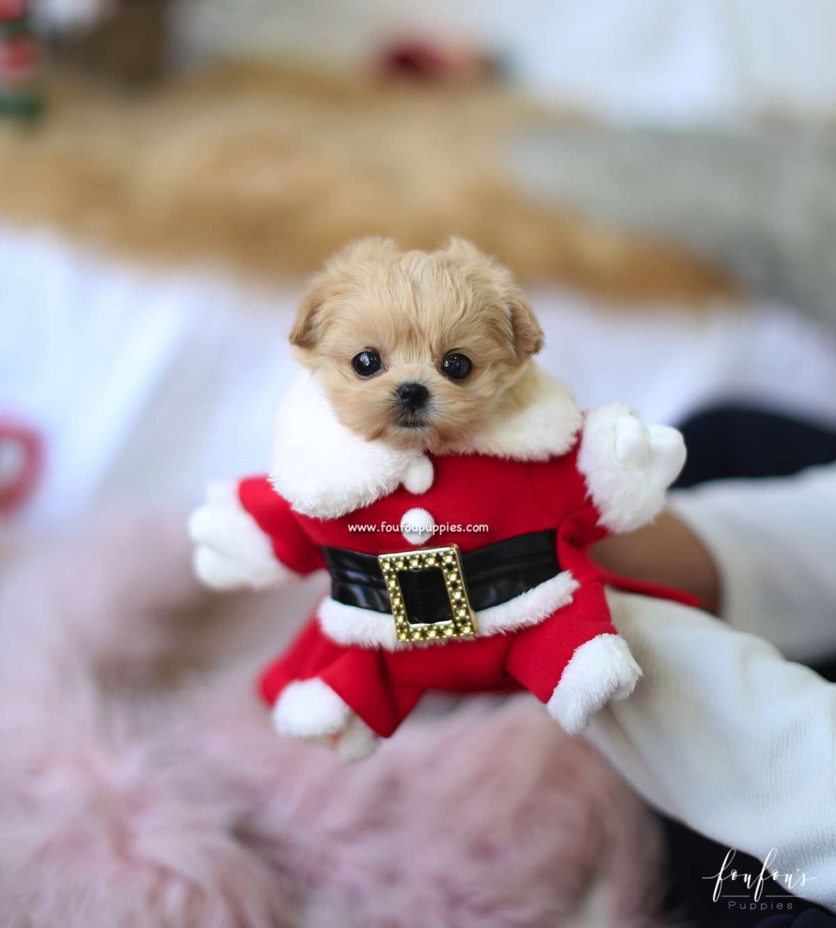 Leia - Maltipoo F.