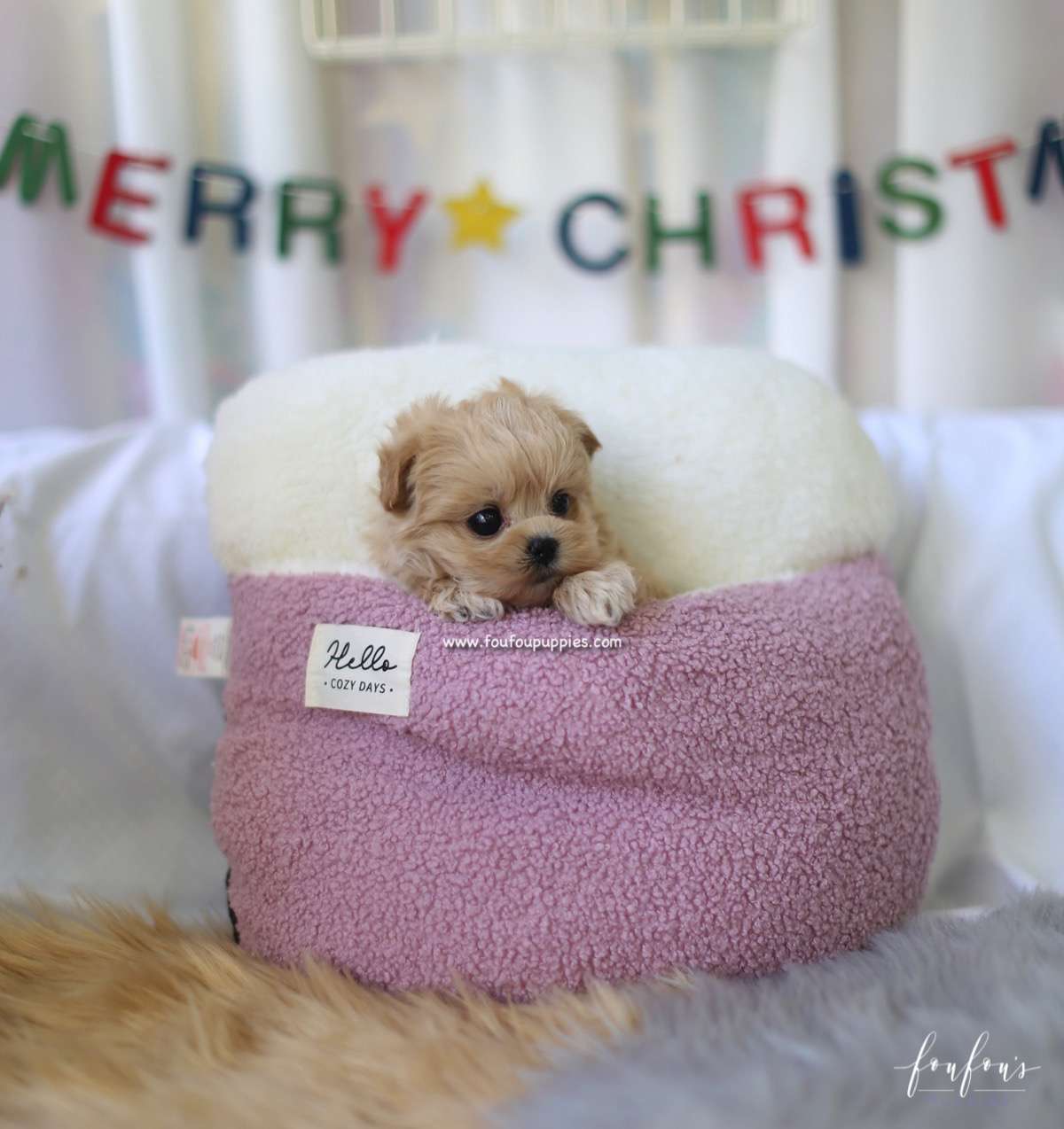 Leia - Maltipoo F.