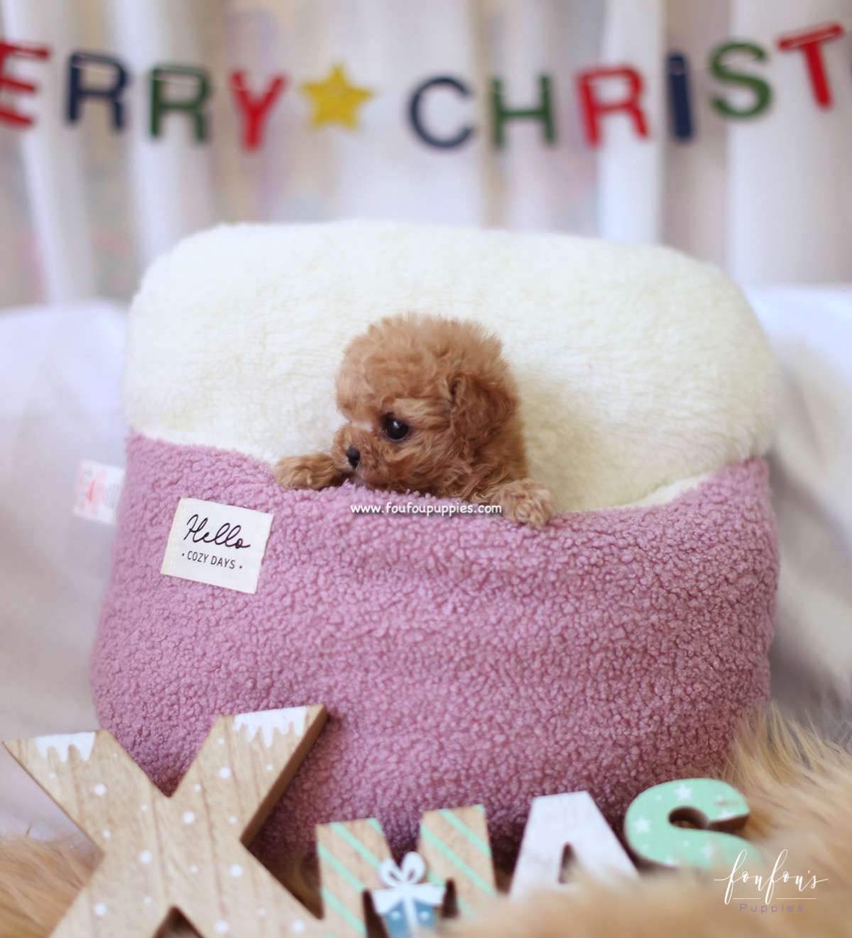 Fiona - Poodle F.