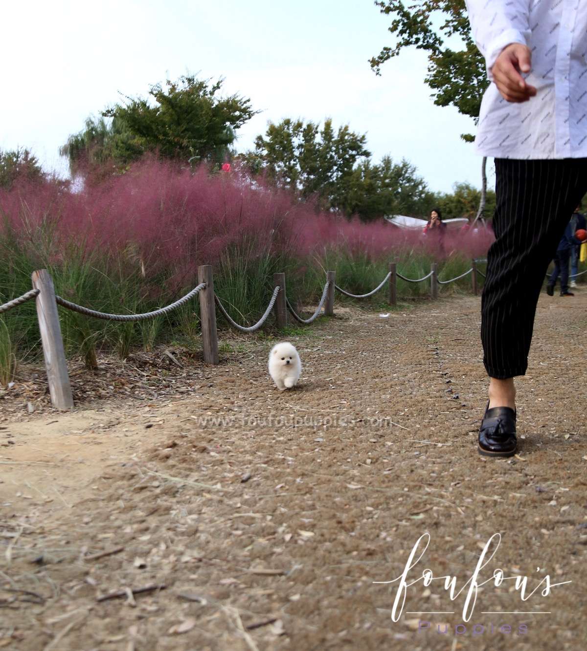 Milk - Pomeranian M.