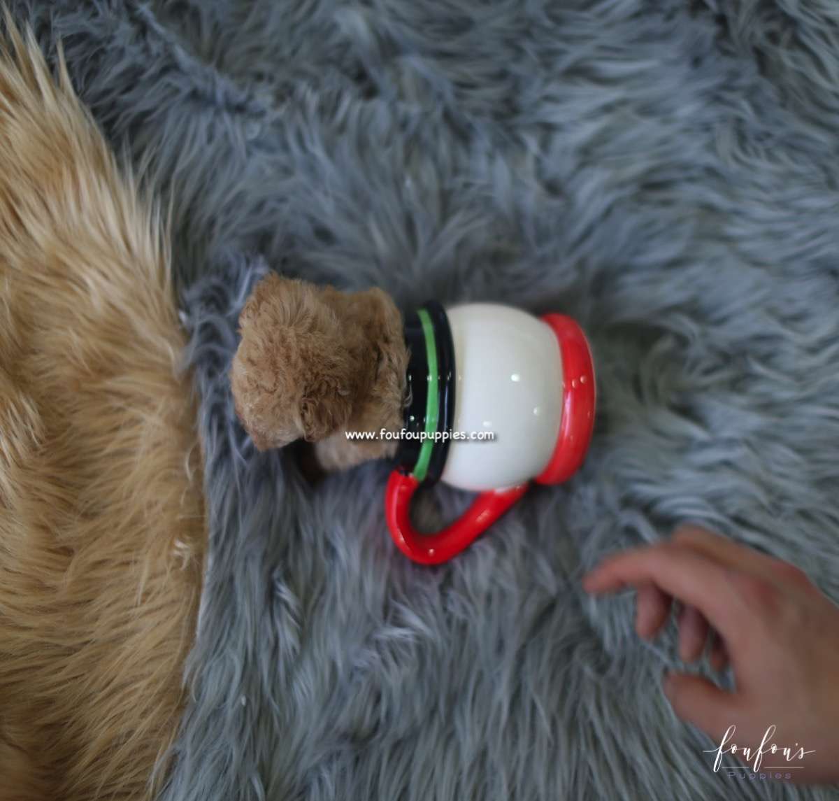 Fiona - Poodle F.