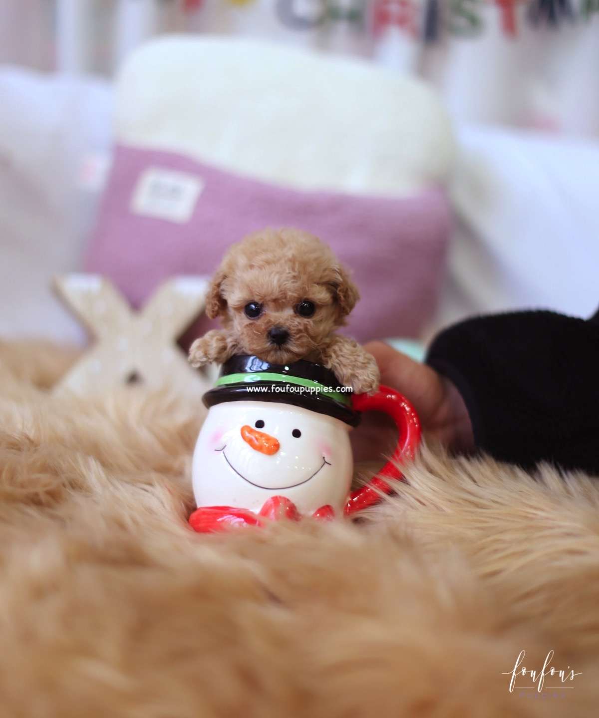 Fiona - Poodle F.