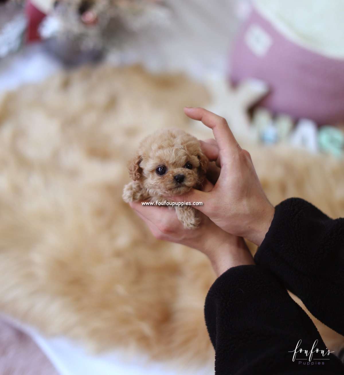 Fiona - Poodle F.