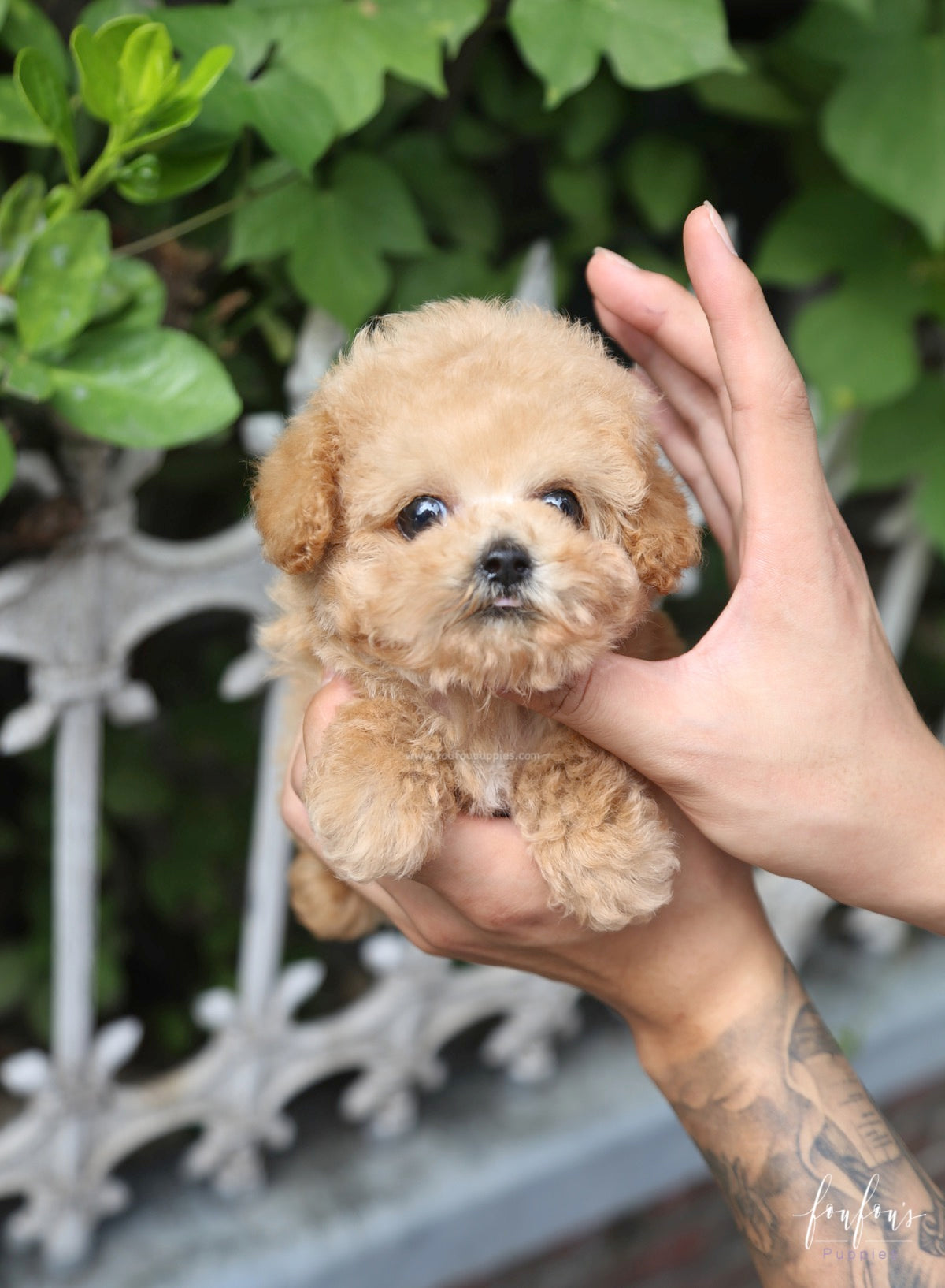 Orion - Poodle P.