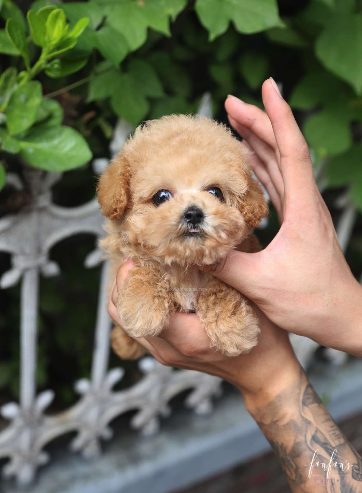 Orion - Poodle P.