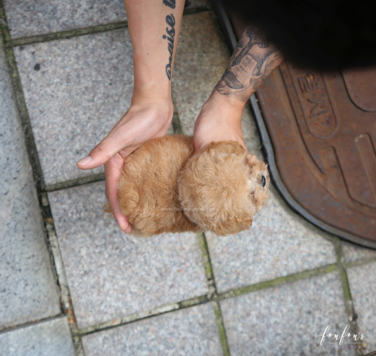 Orion - Poodle P.