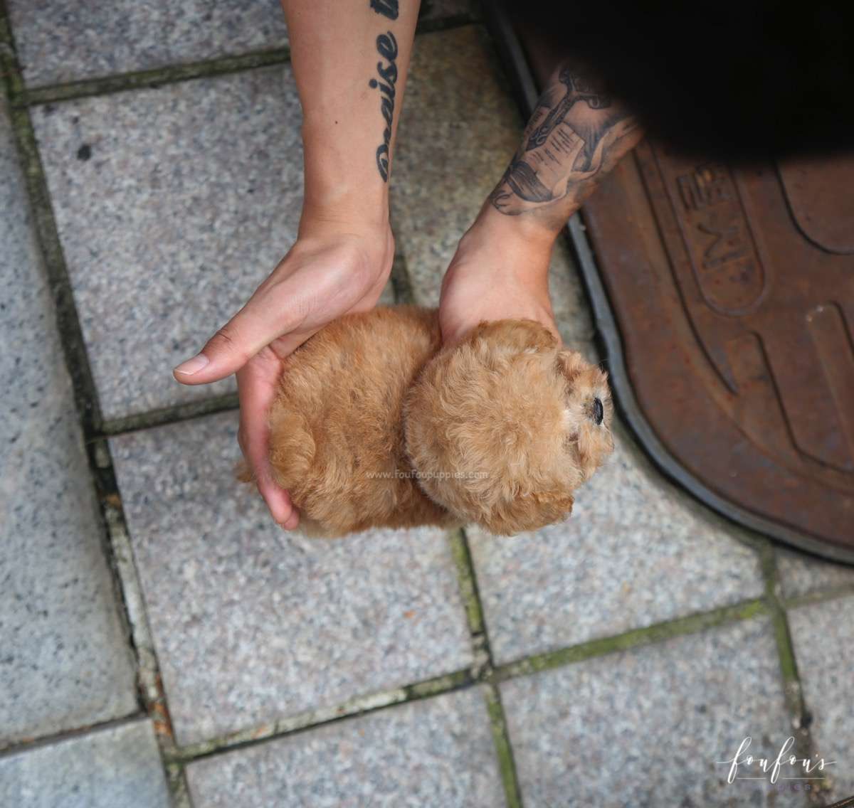 Orion - Poodle P.