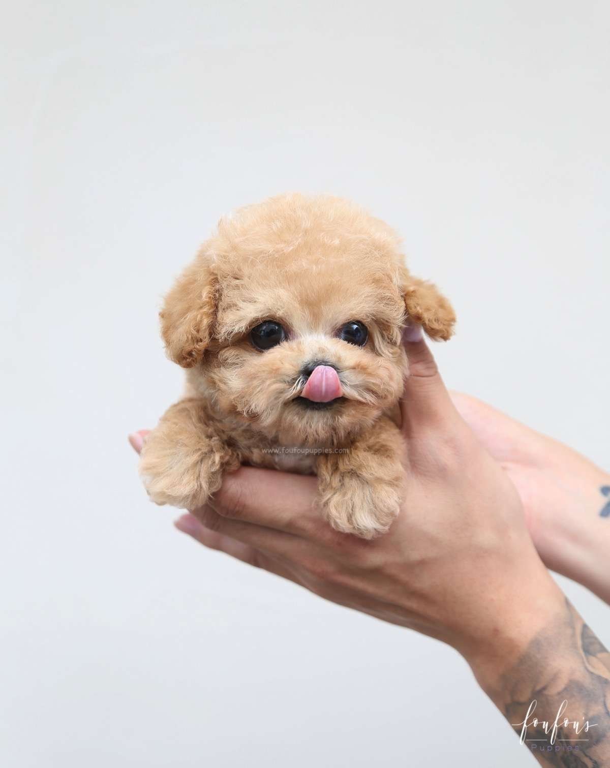Orion - Poodle P.