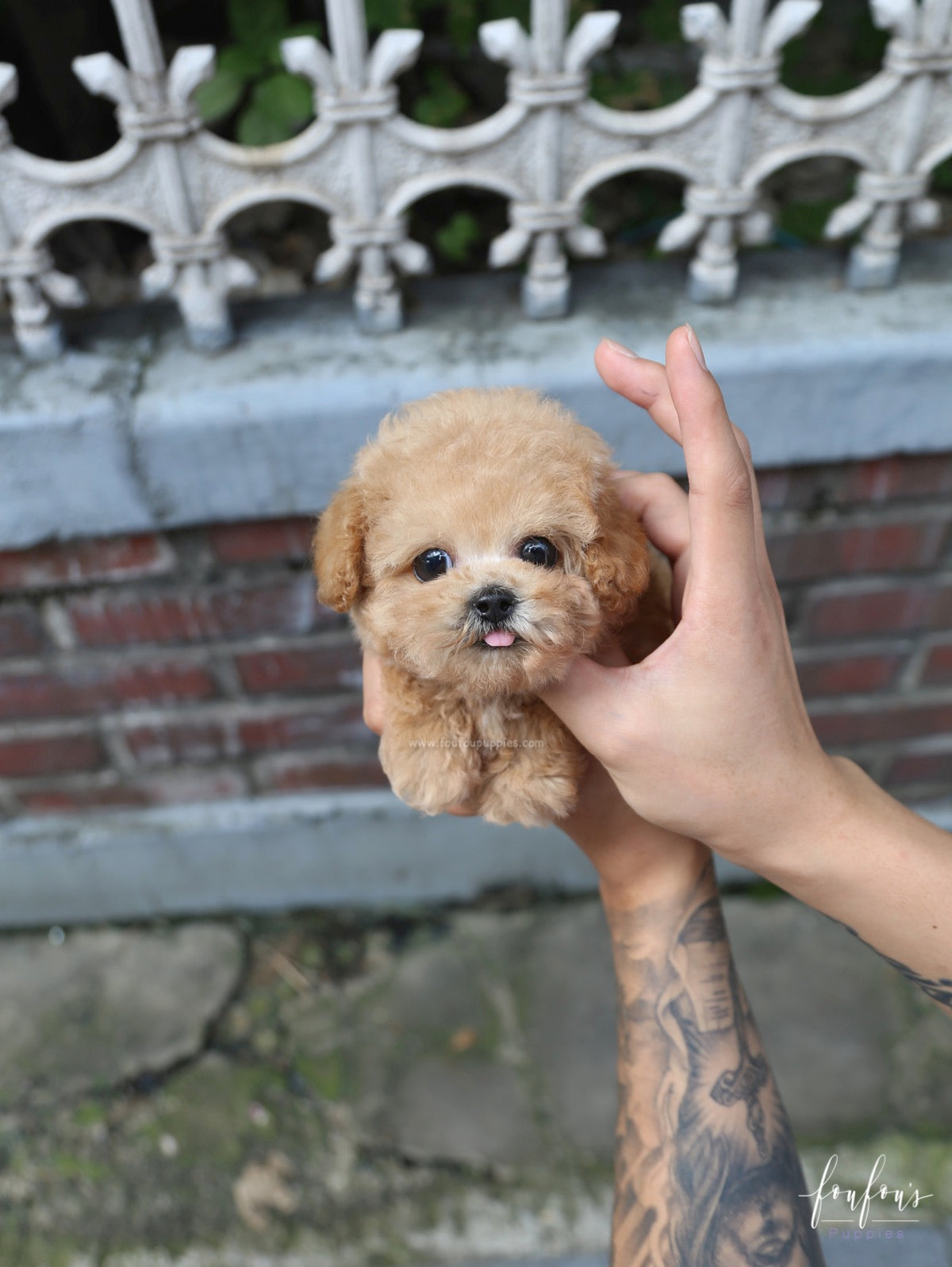 Orion - Poodle P.