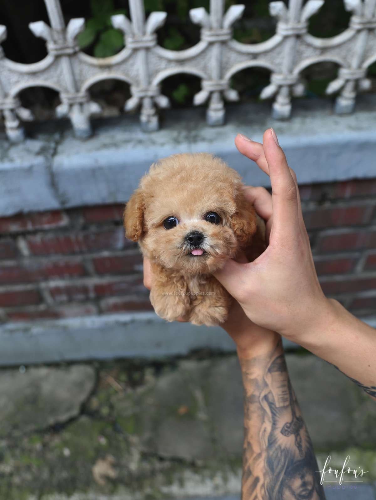 Orion - Poodle P.