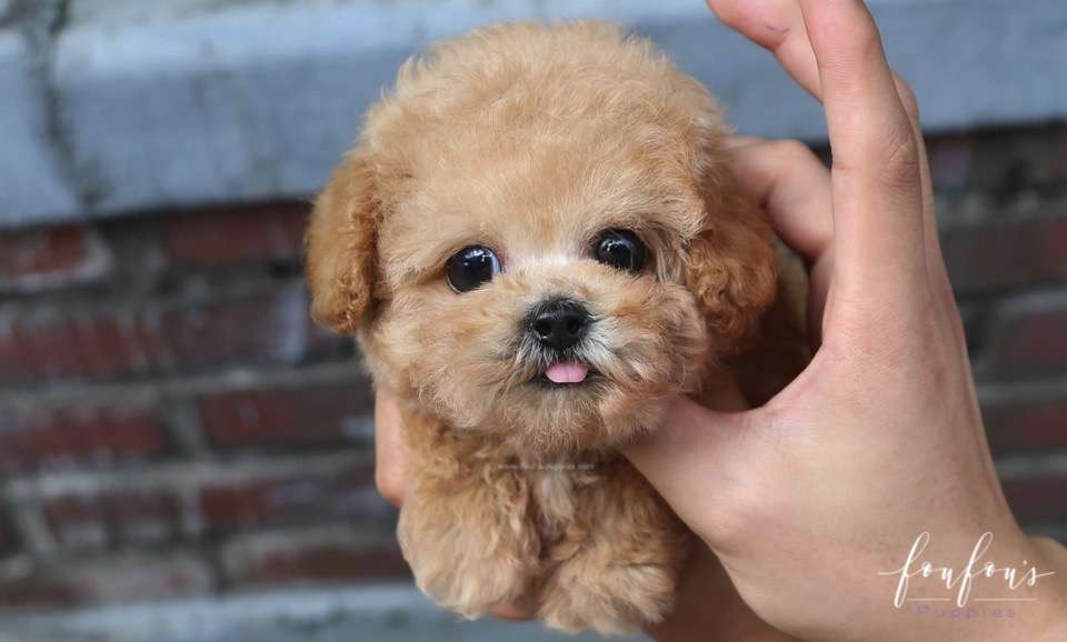 Orion - Poodle P.