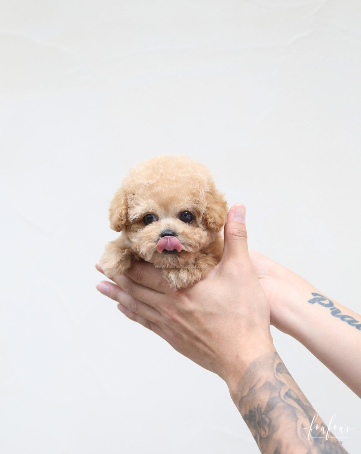 Orion - Poodle P.