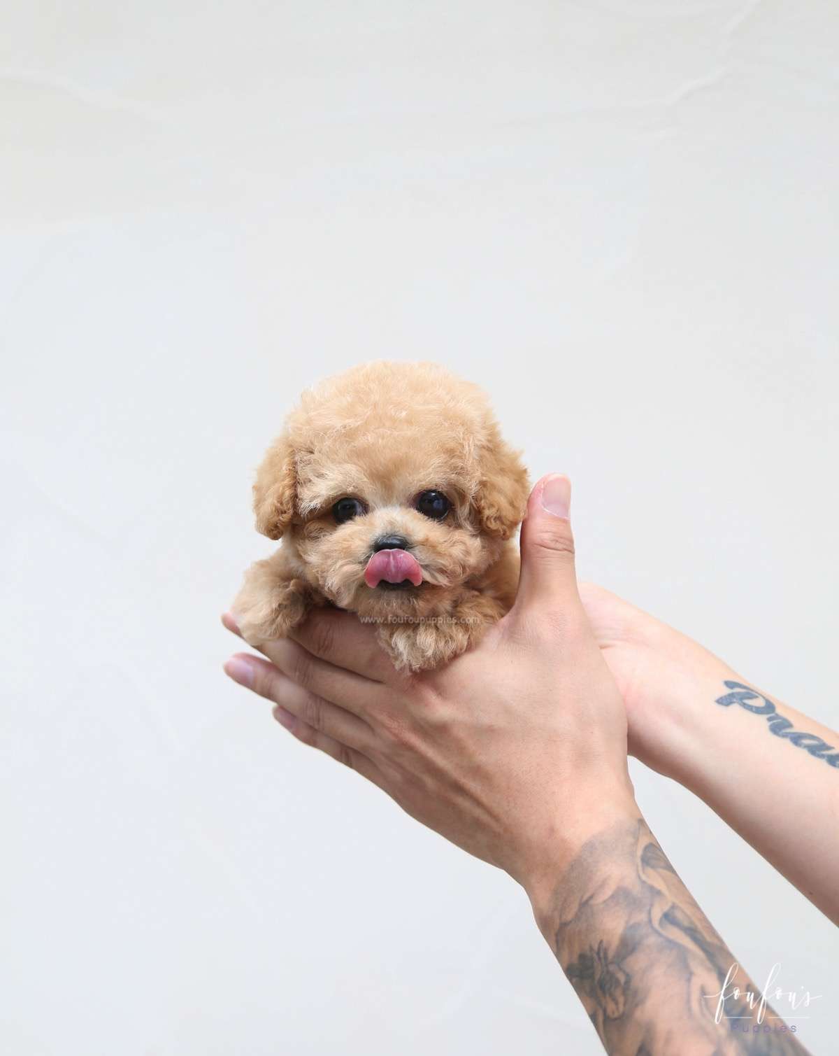 Orion - Poodle P.