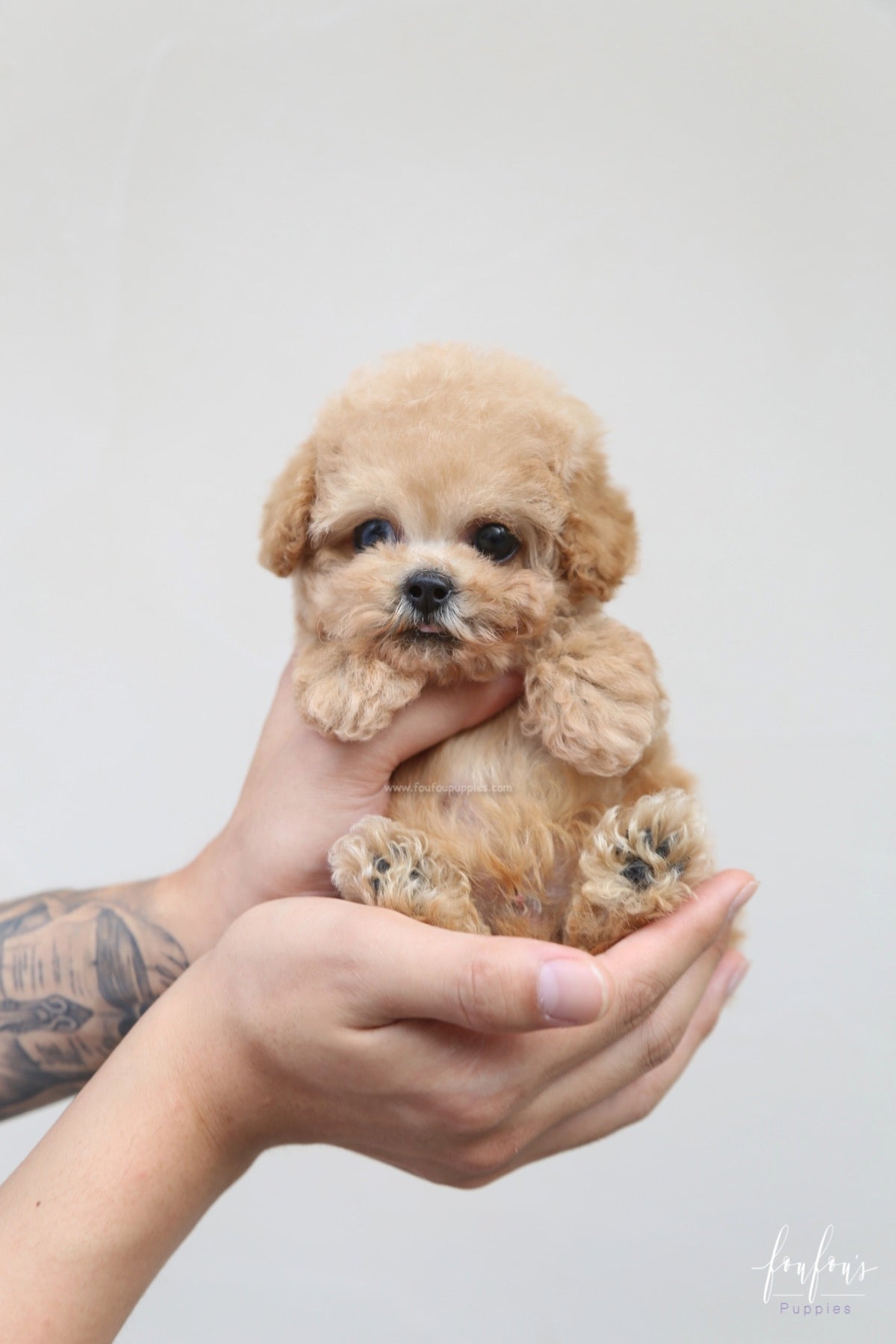 Orion - Poodle P.