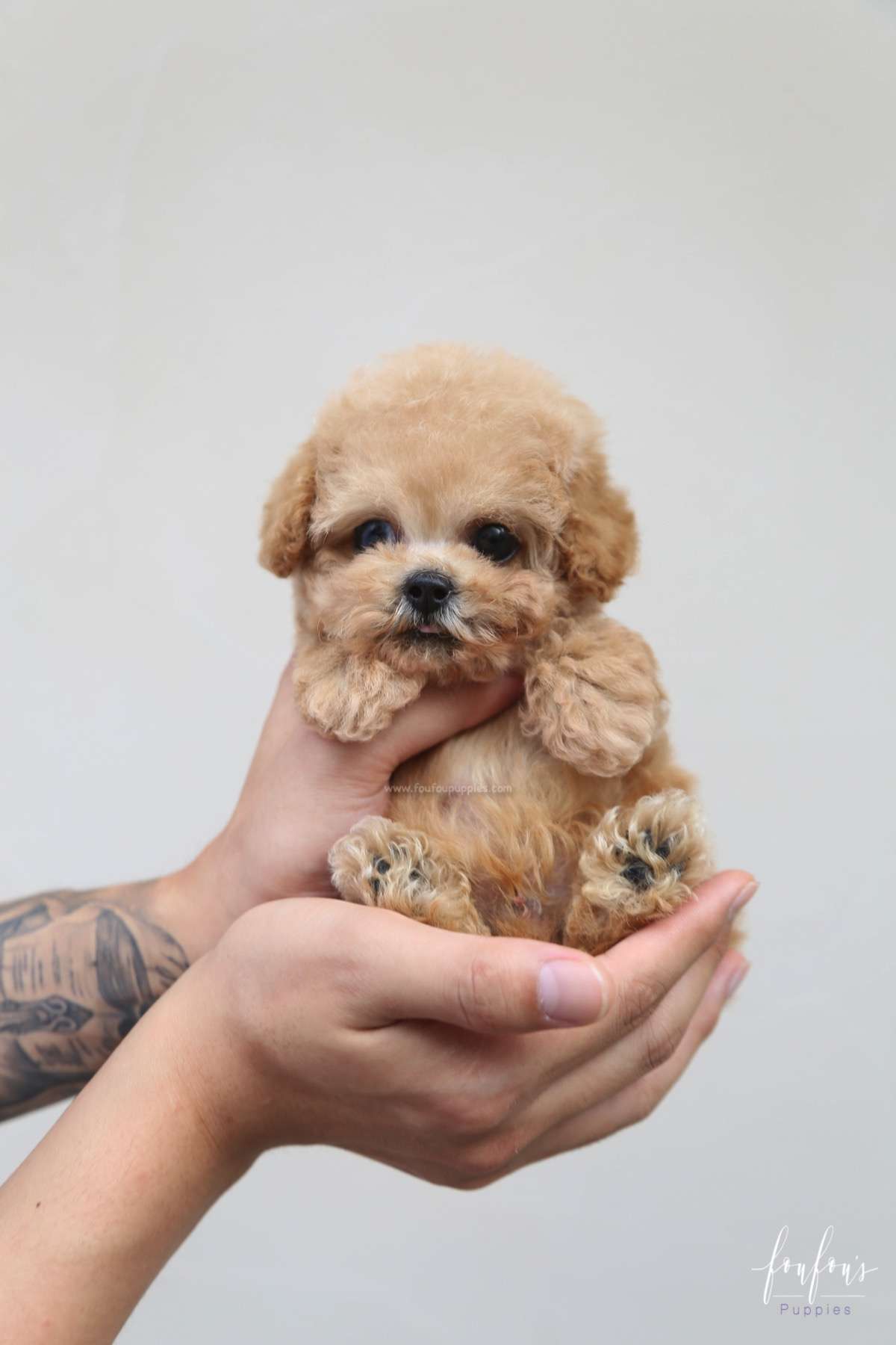 Orion - Poodle P.