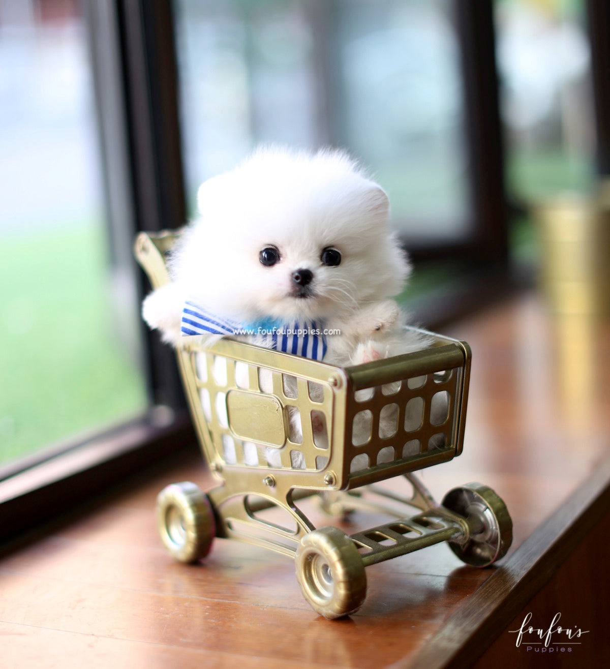 Astro - Pomeranian M.