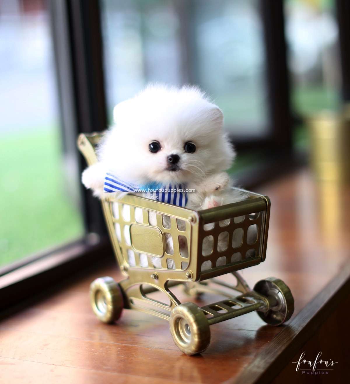 Astro - Pomeranian M.