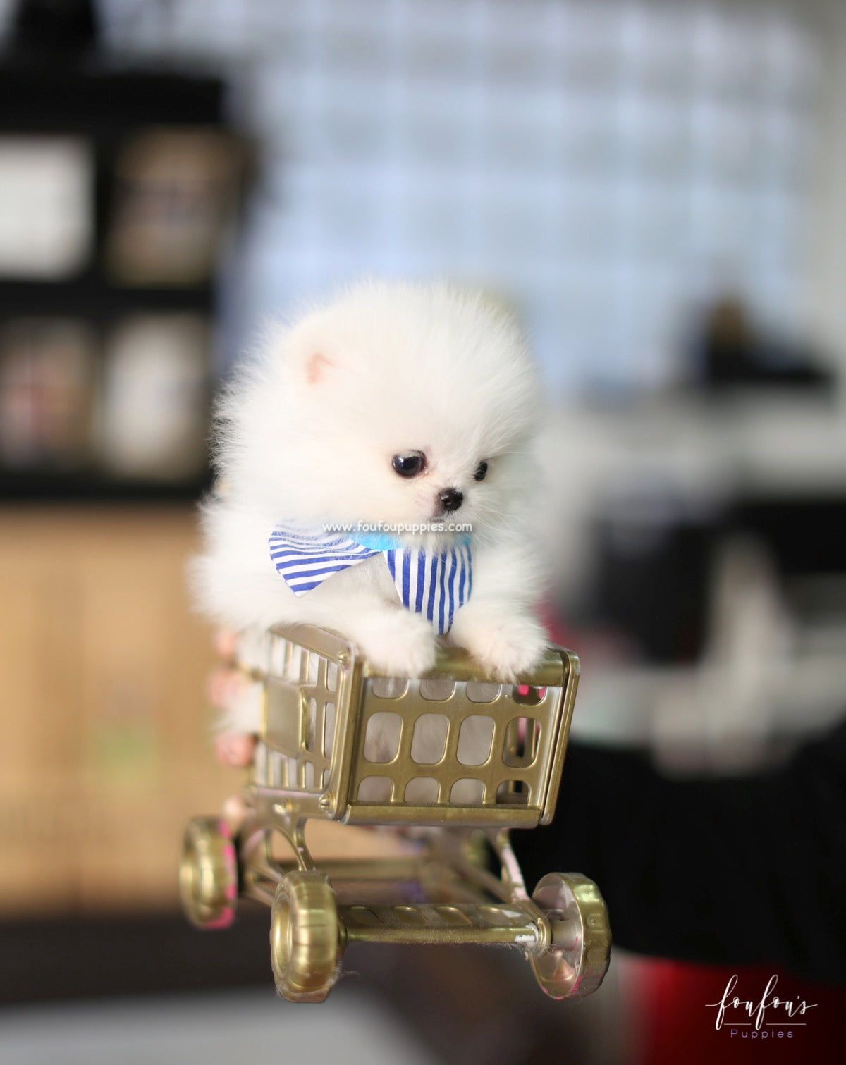 Astro - Pomeranian M.