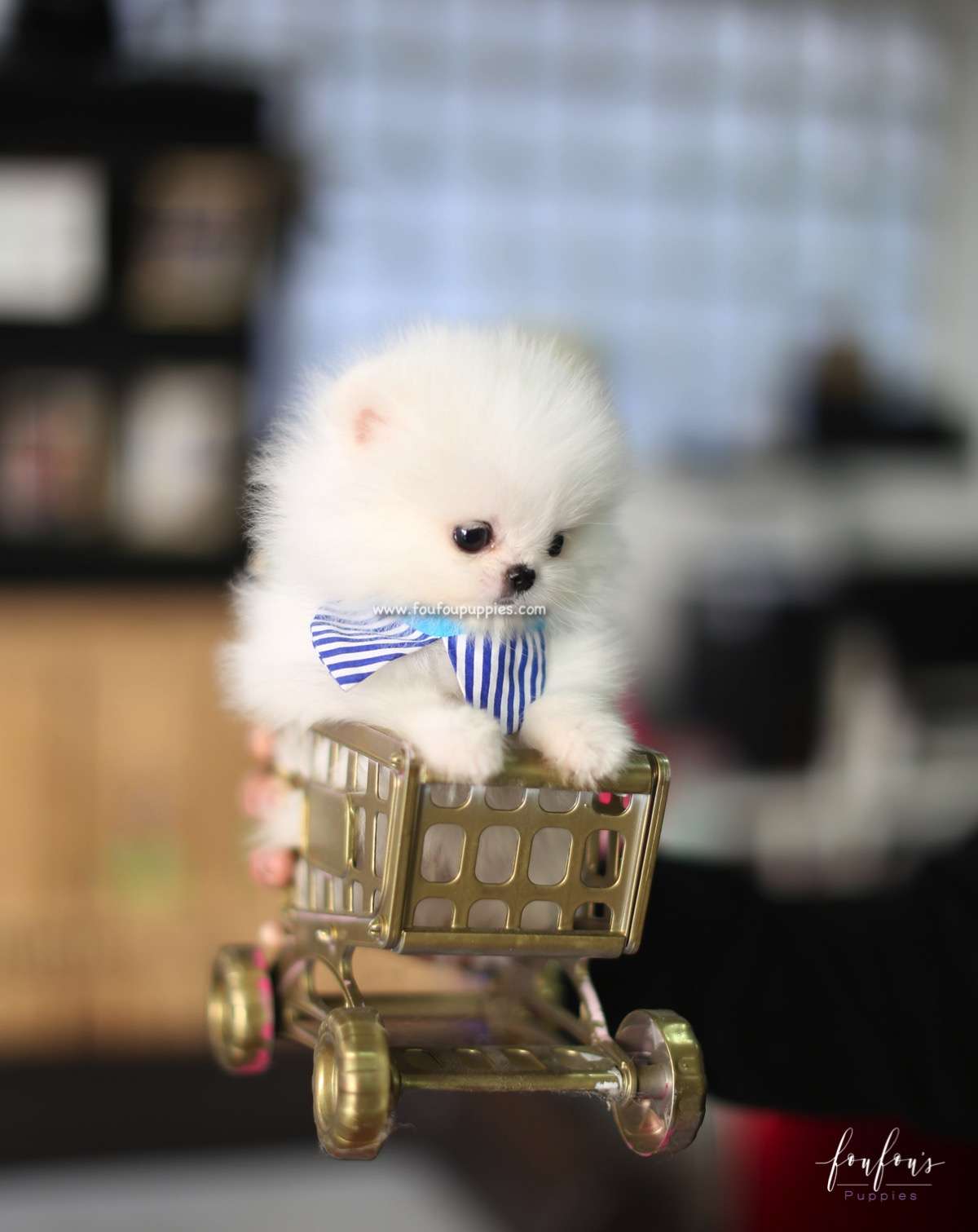 Astro - Pomeranian M.
