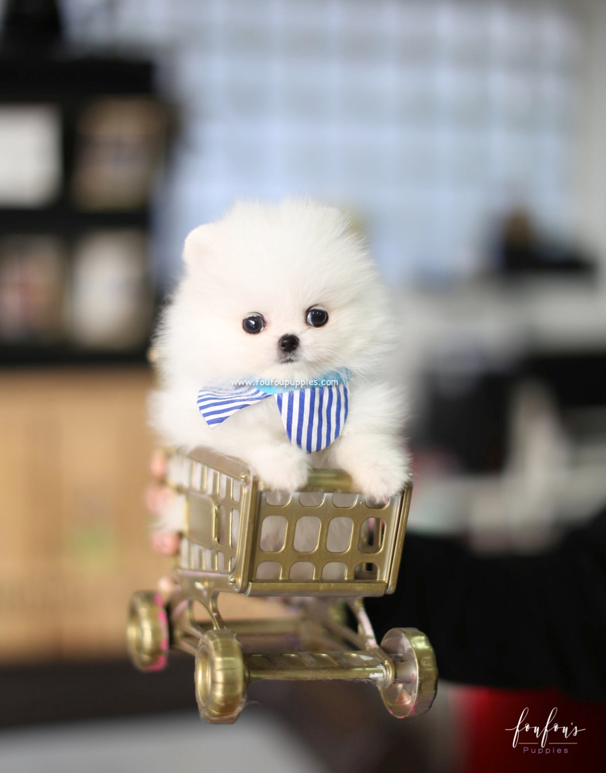 Astro - Pomeranian M.