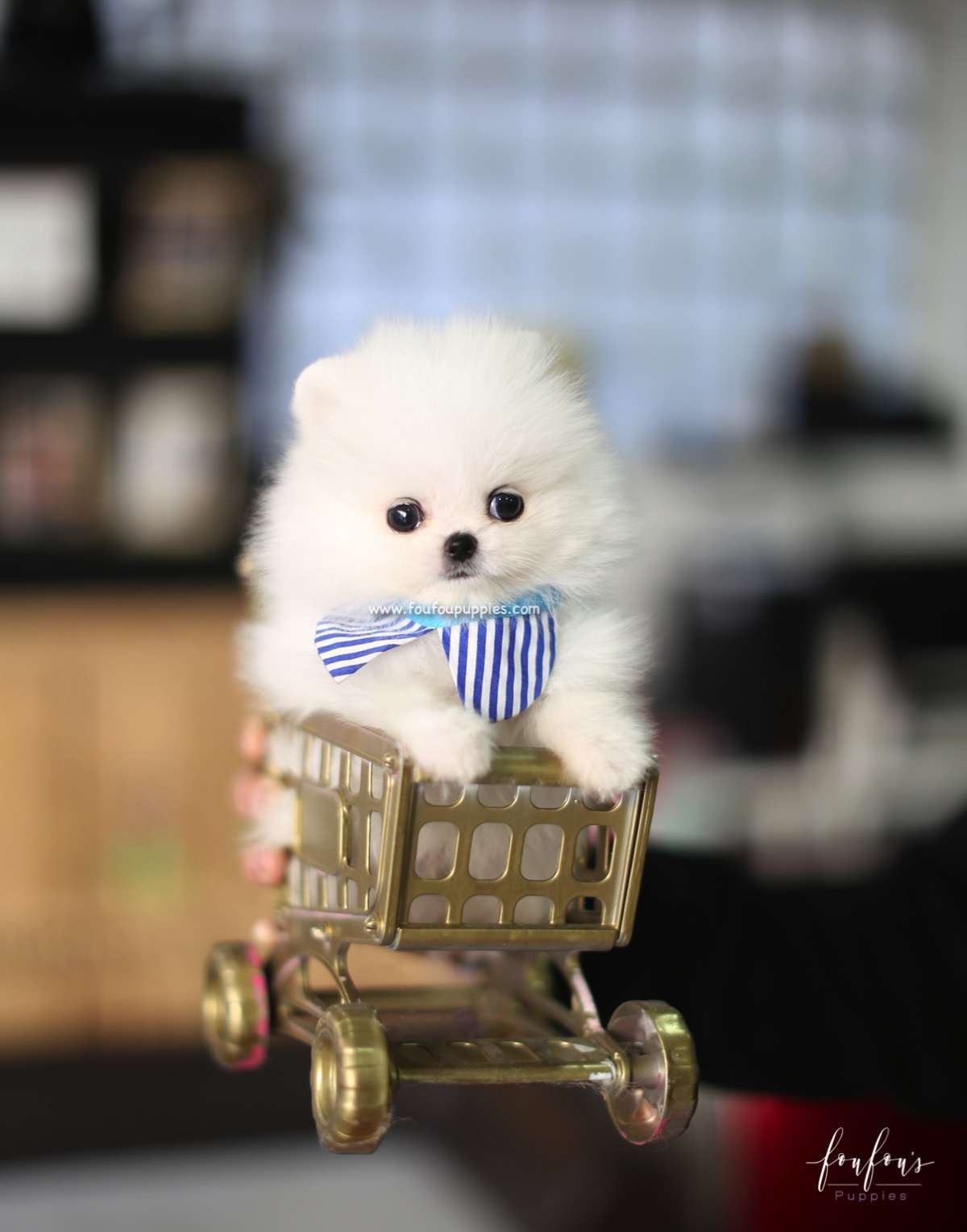 Astro - Pomeranian M.