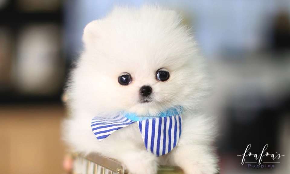 Astro - Pomeranian M.