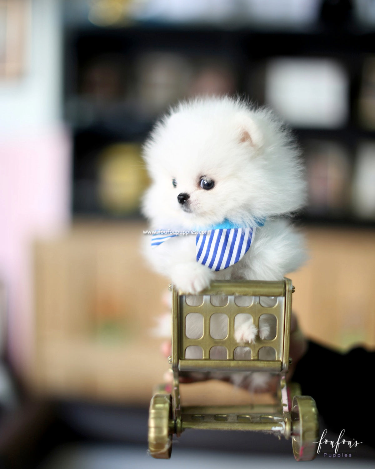 Astro - Pomeranian M.