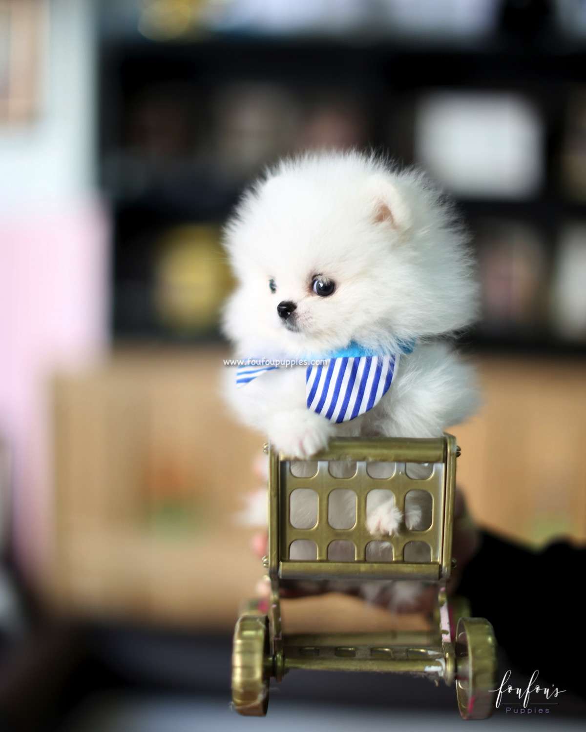 Astro - Pomeranian M.
