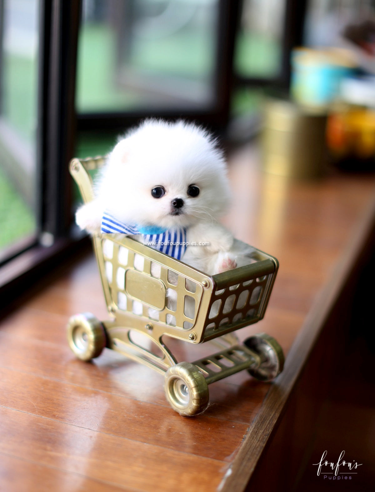 Astro - Pomeranian M.