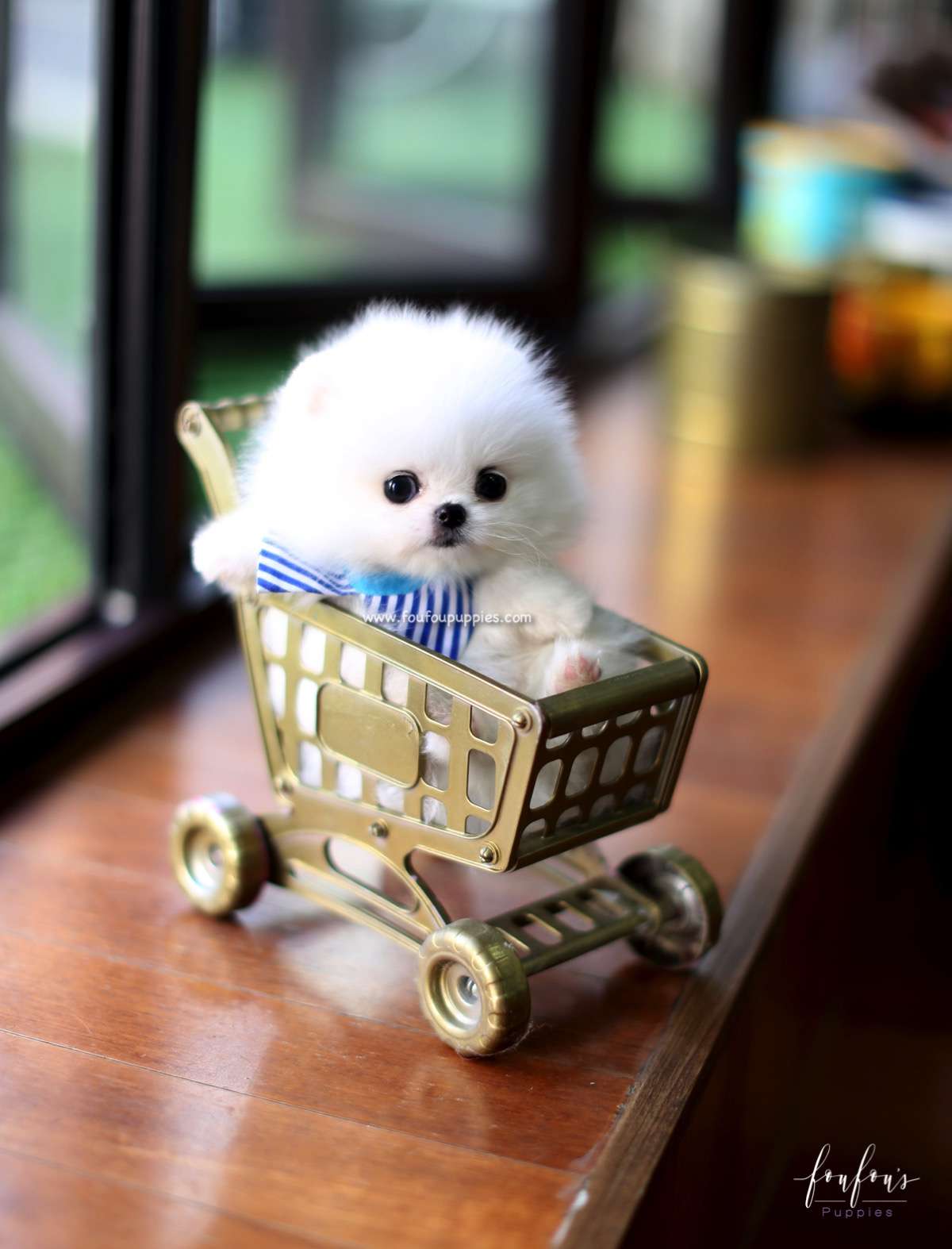 Astro - Pomeranian M.