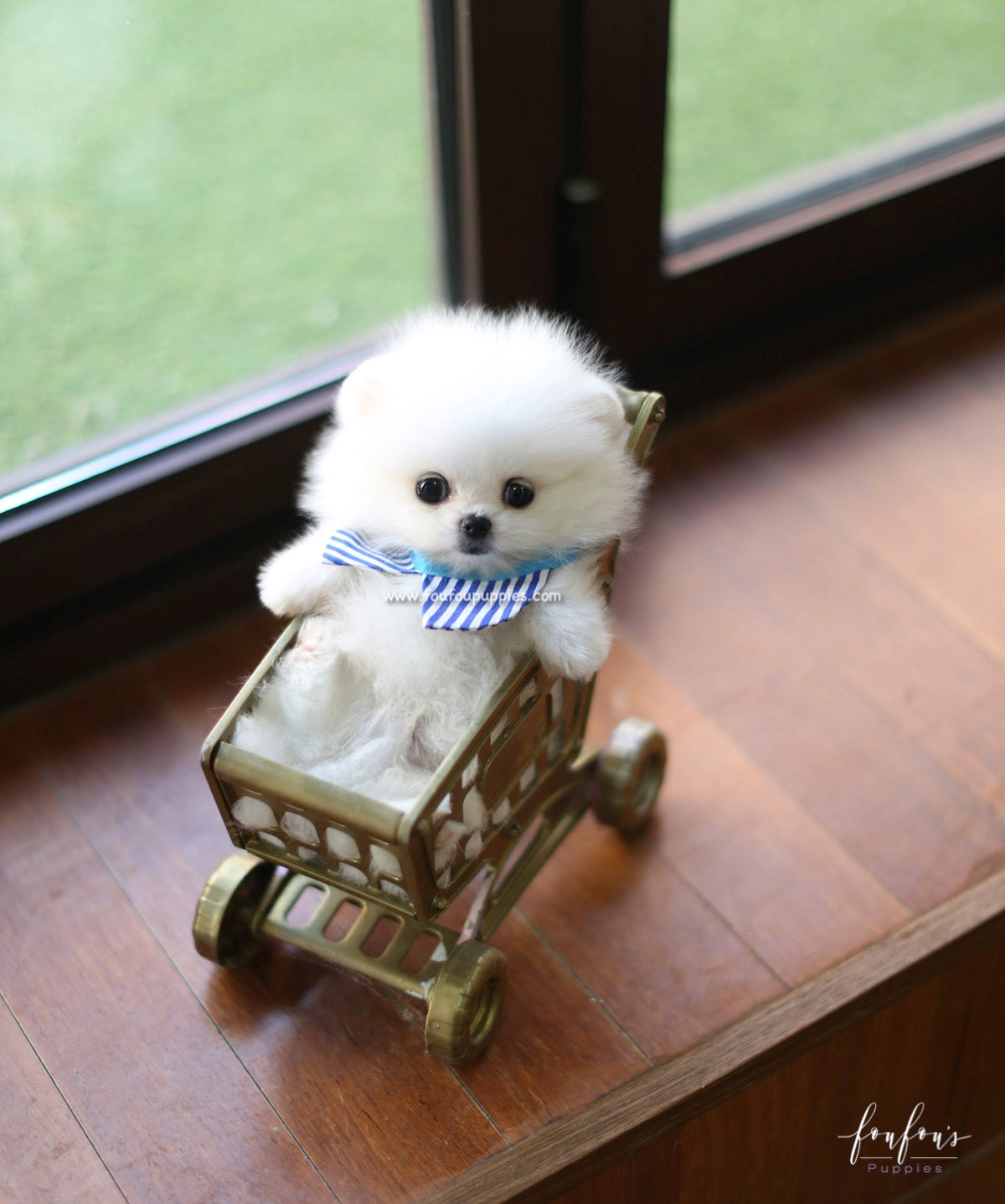 Astro - Pomeranian M.