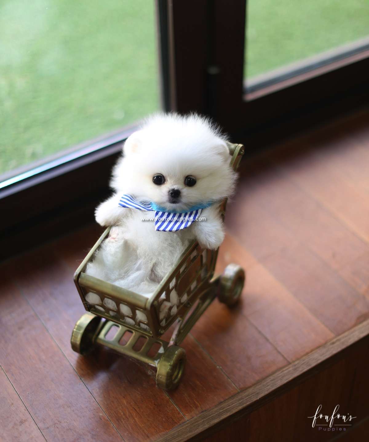 Astro - Pomeranian M.
