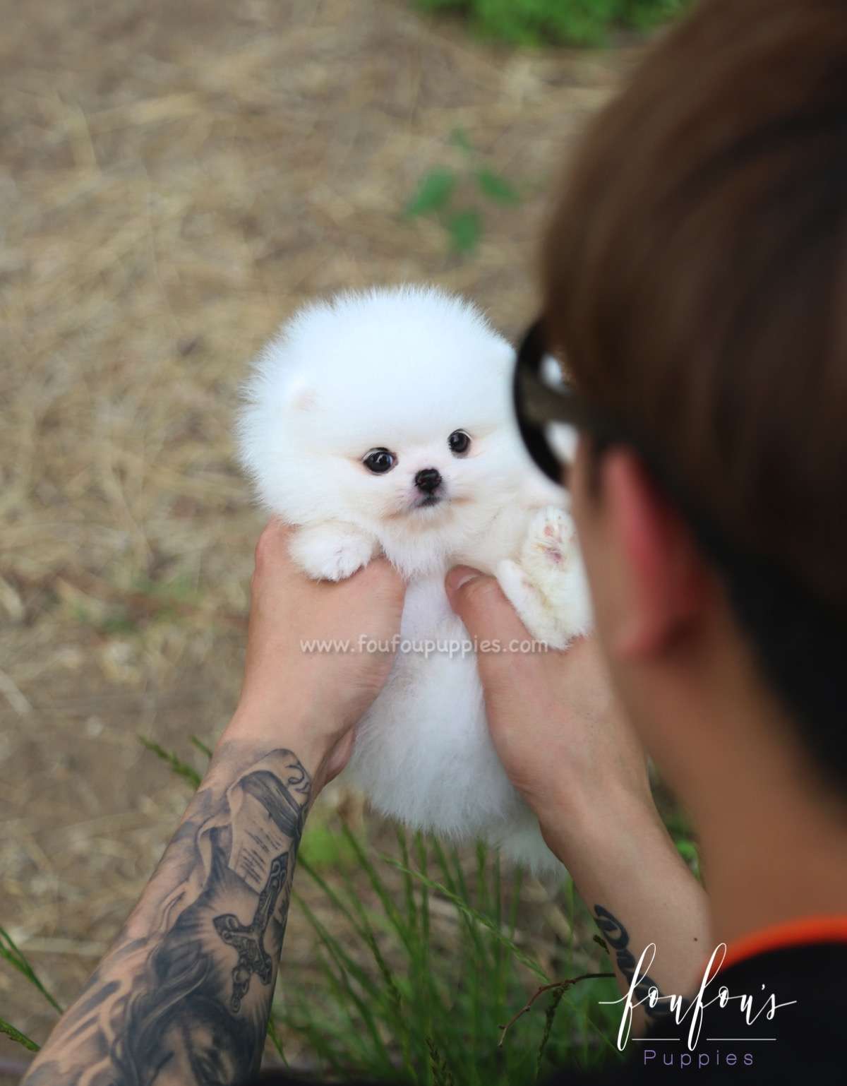 Sivan - Pomeranian M.