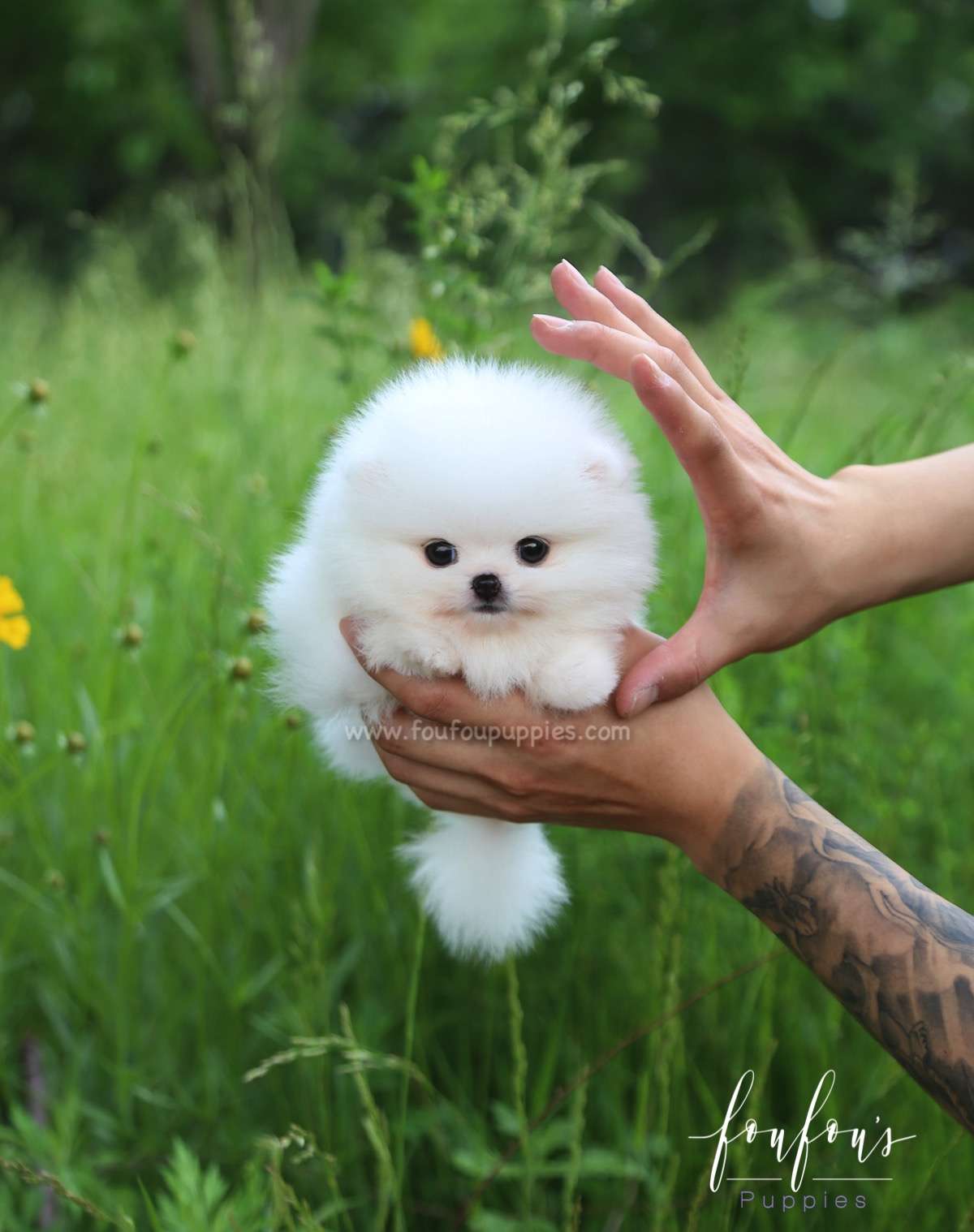 Sivan - Pomeranian M.