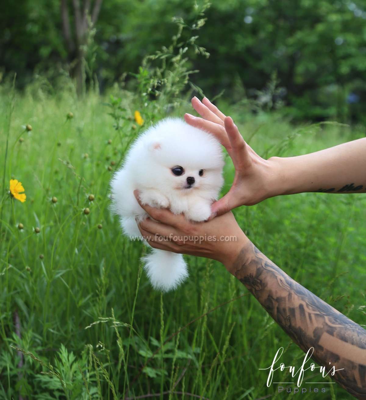 Sivan - Pomeranian M.