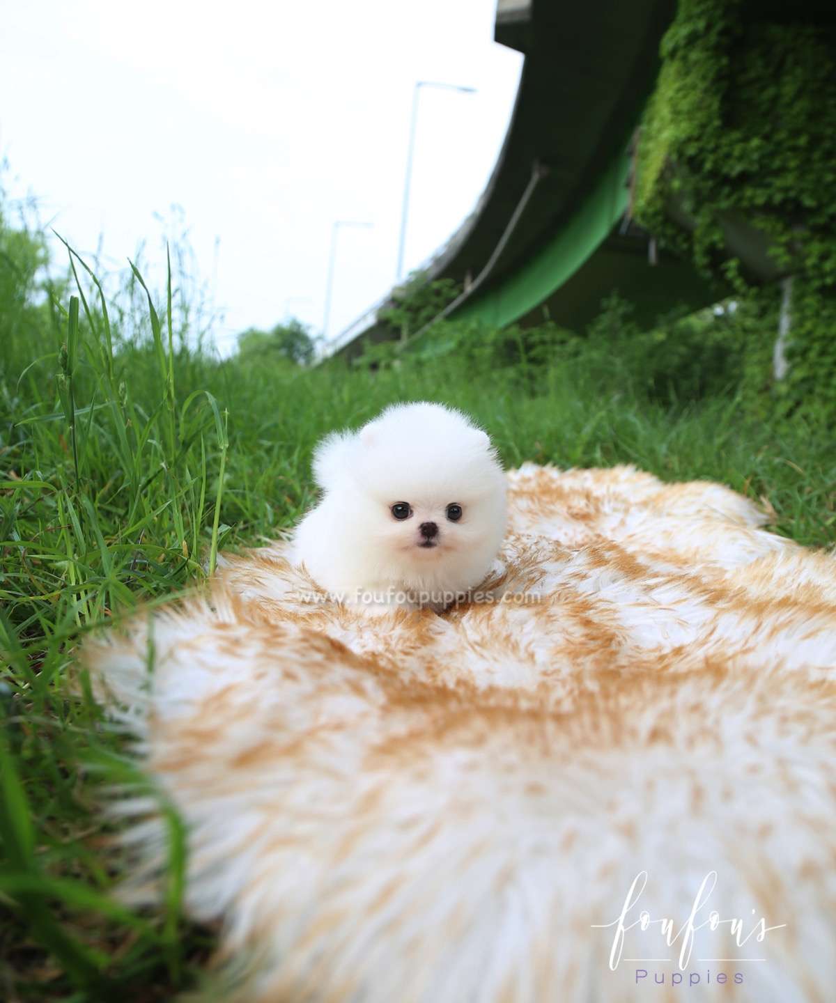 Sivan - Pomeranian M.