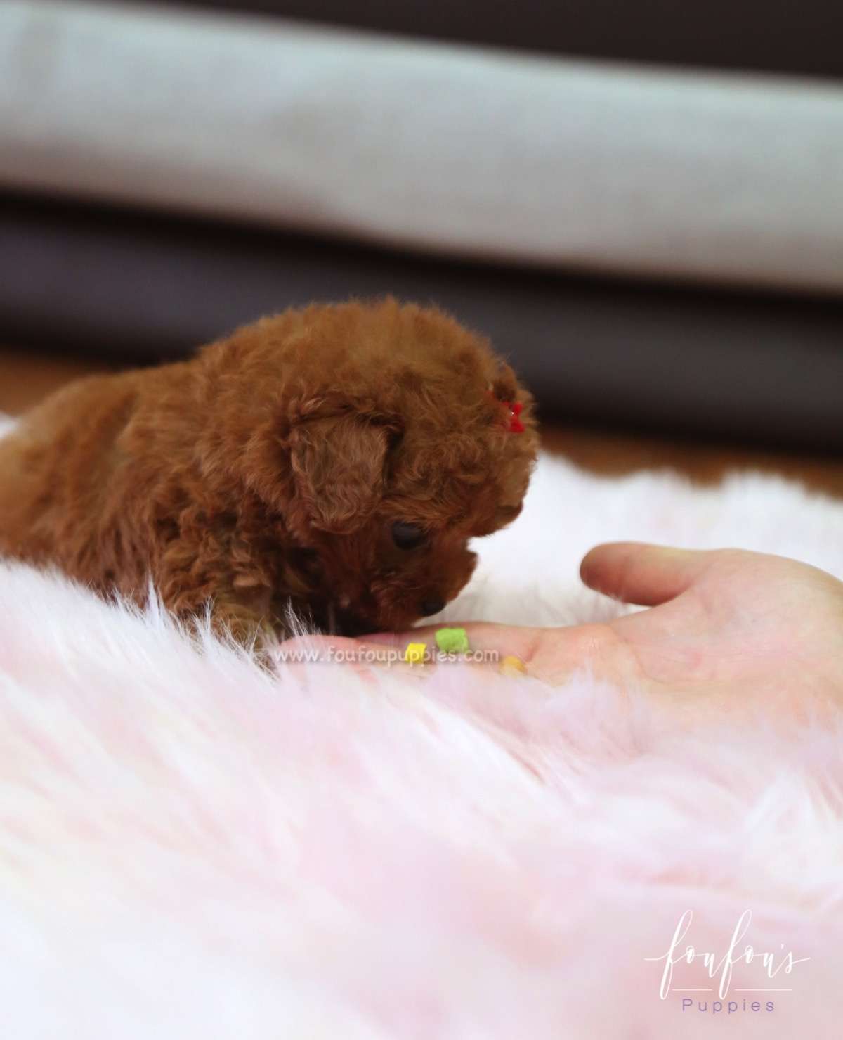 Venice - Poodle F.