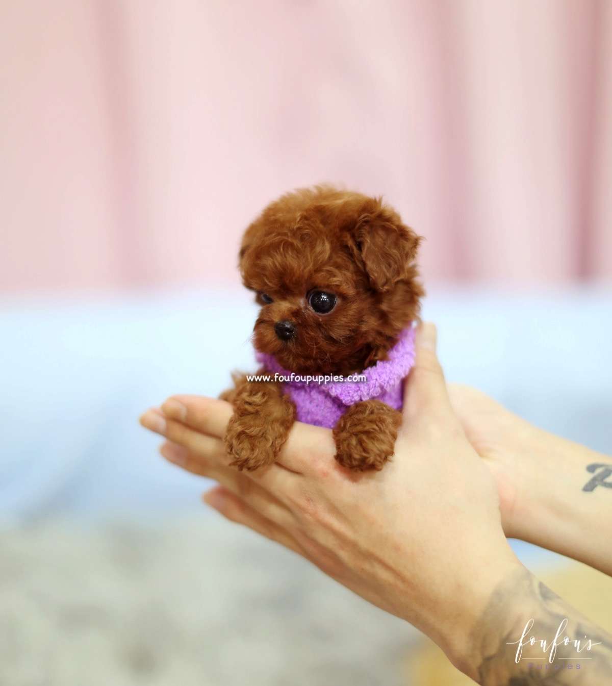 Ladybug - Poodle F.