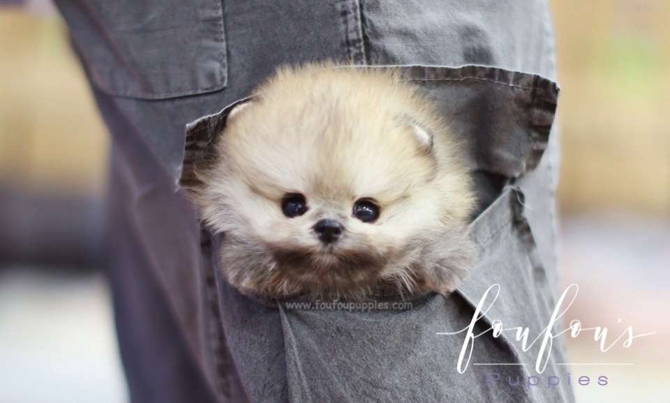 Ace - Pomeranian M.