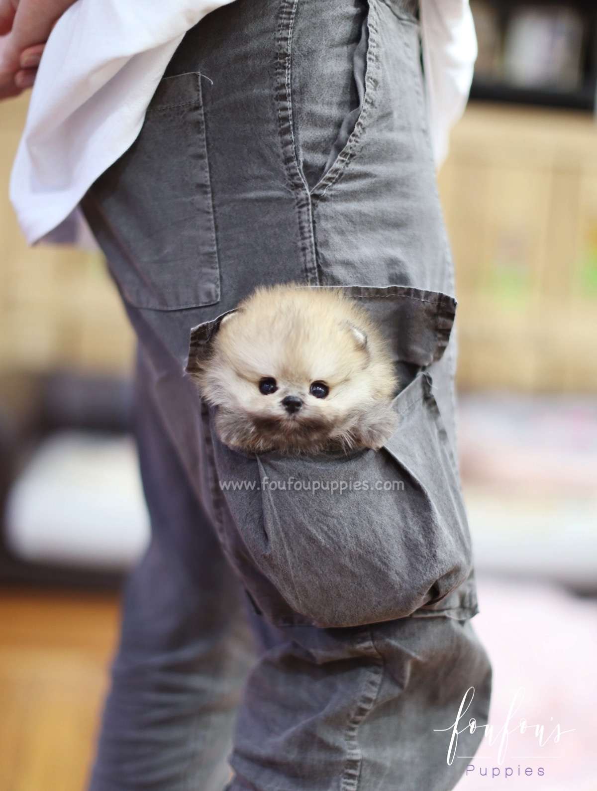 Ace - Pomeranian M.