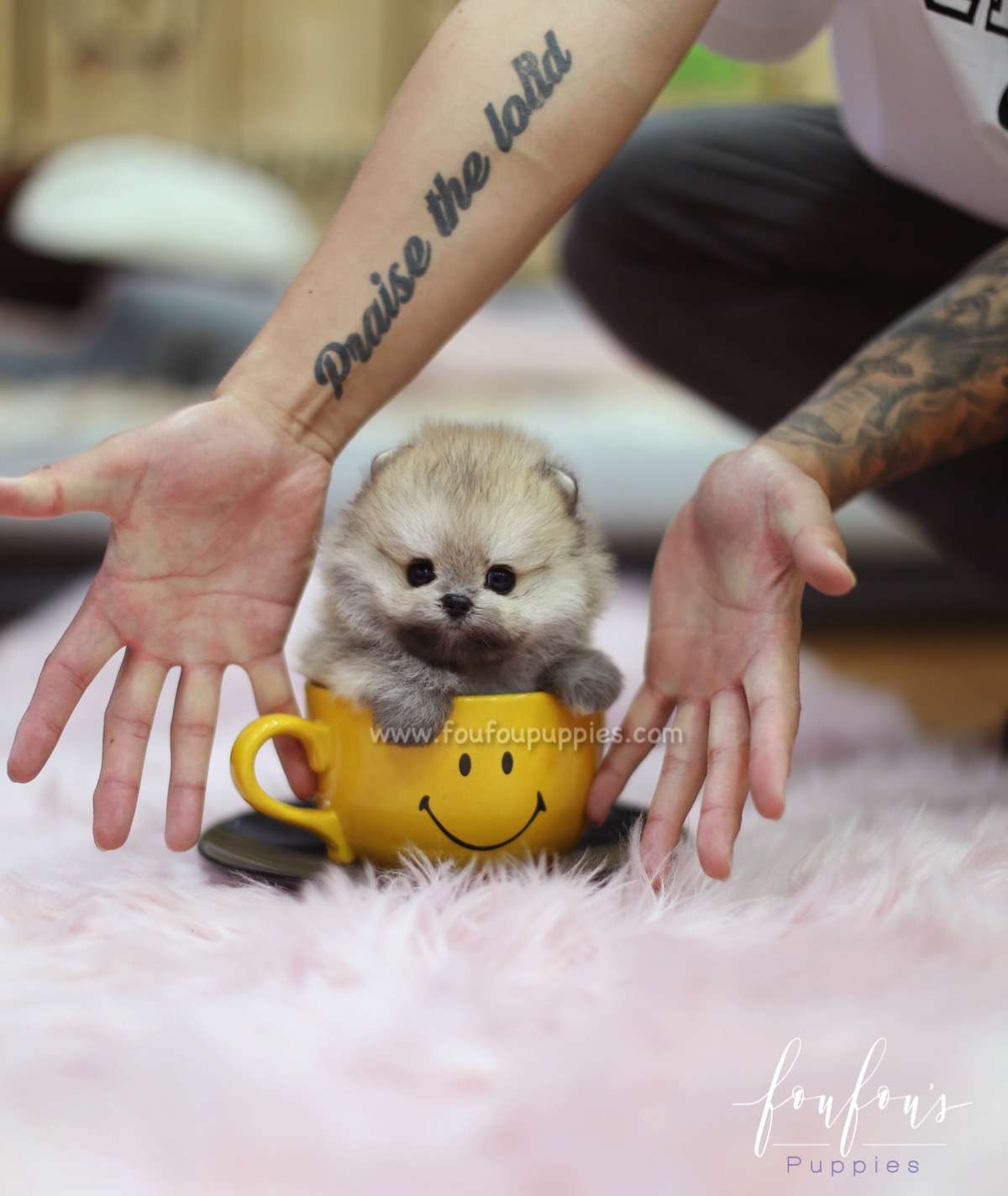 Ace - Pomeranian M.