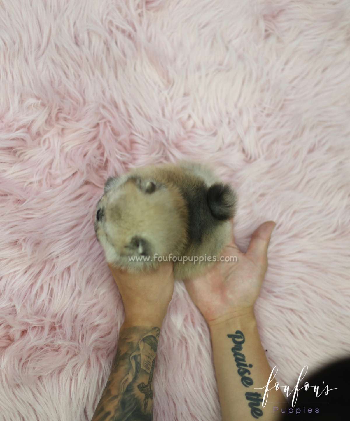 Ace - Pomeranian M.