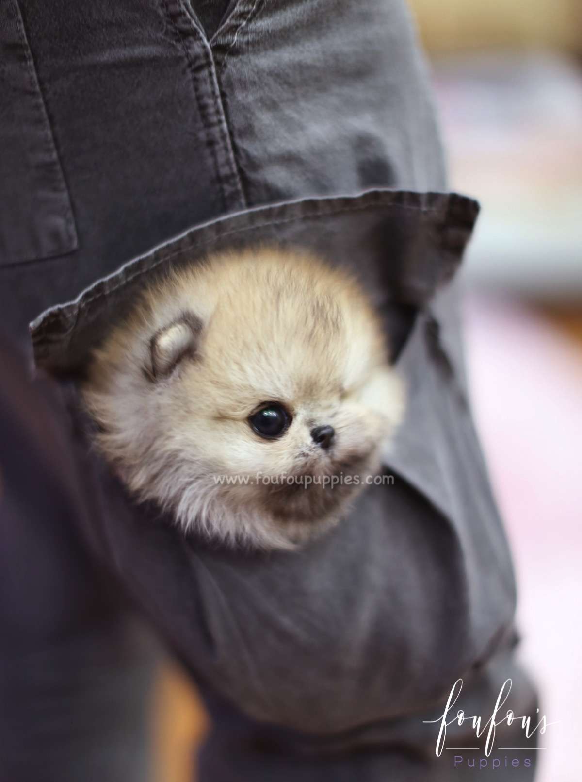 Ace - Pomeranian M.