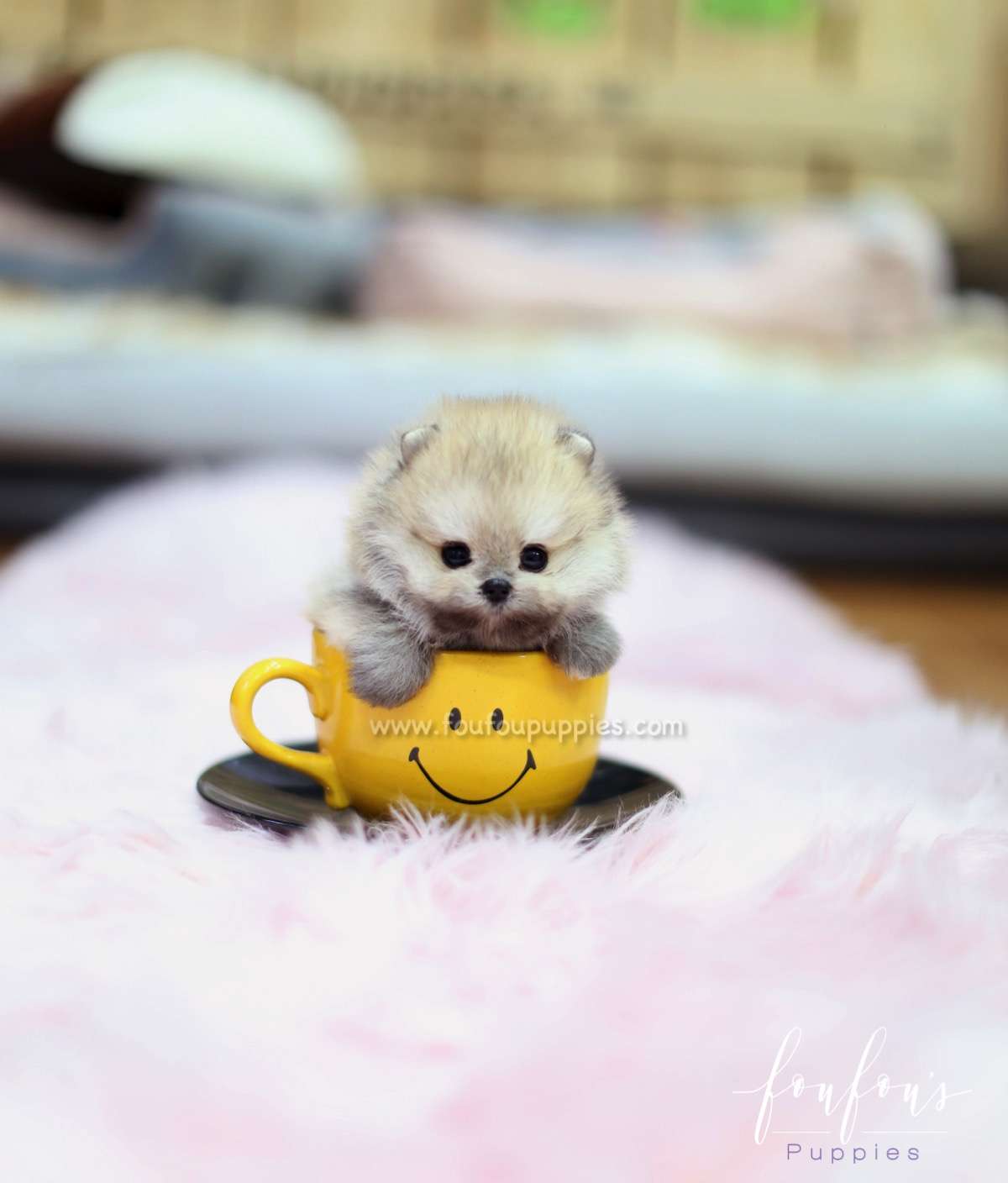 Ace - Pomeranian M.