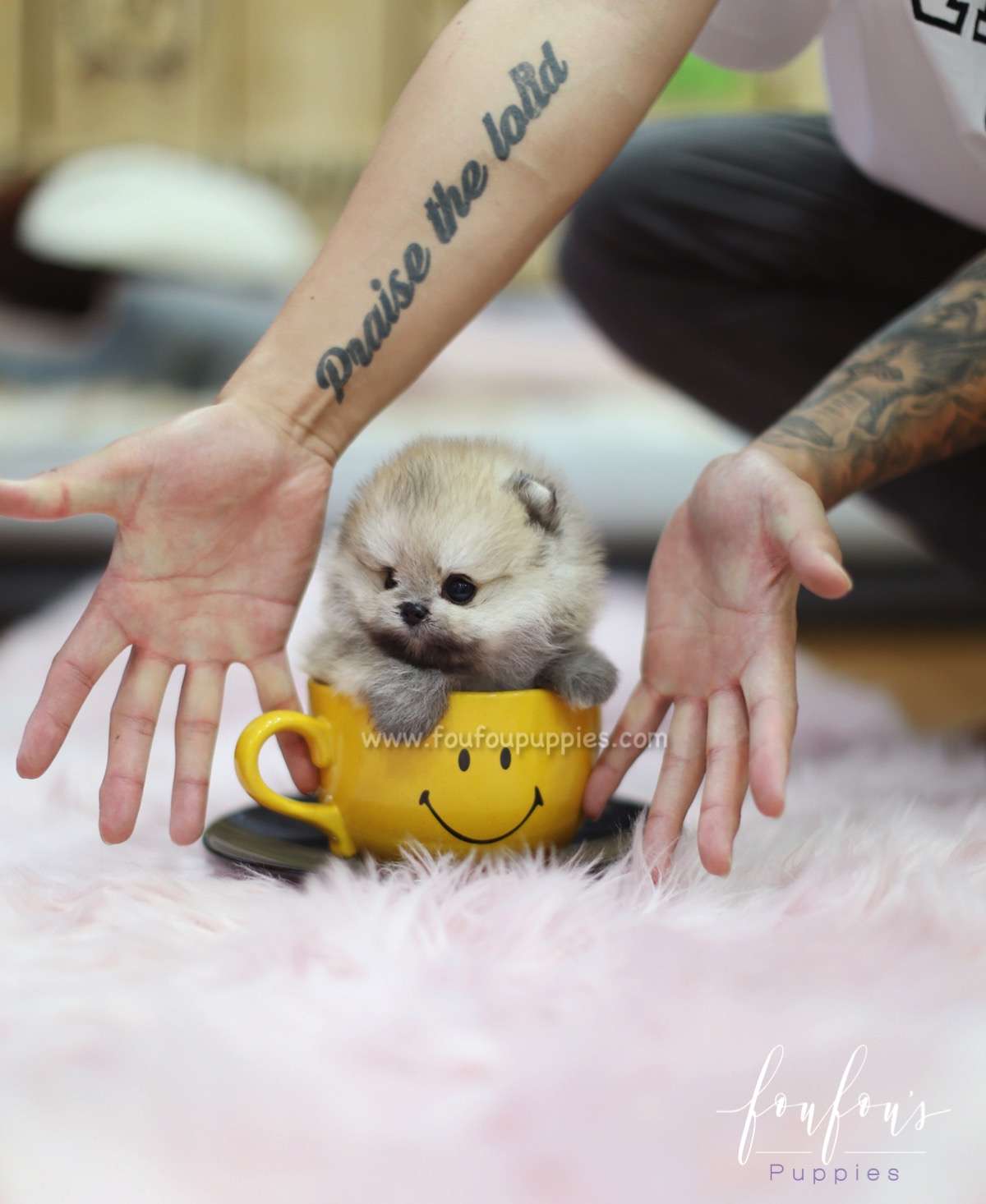 Ace - Pomeranian M.