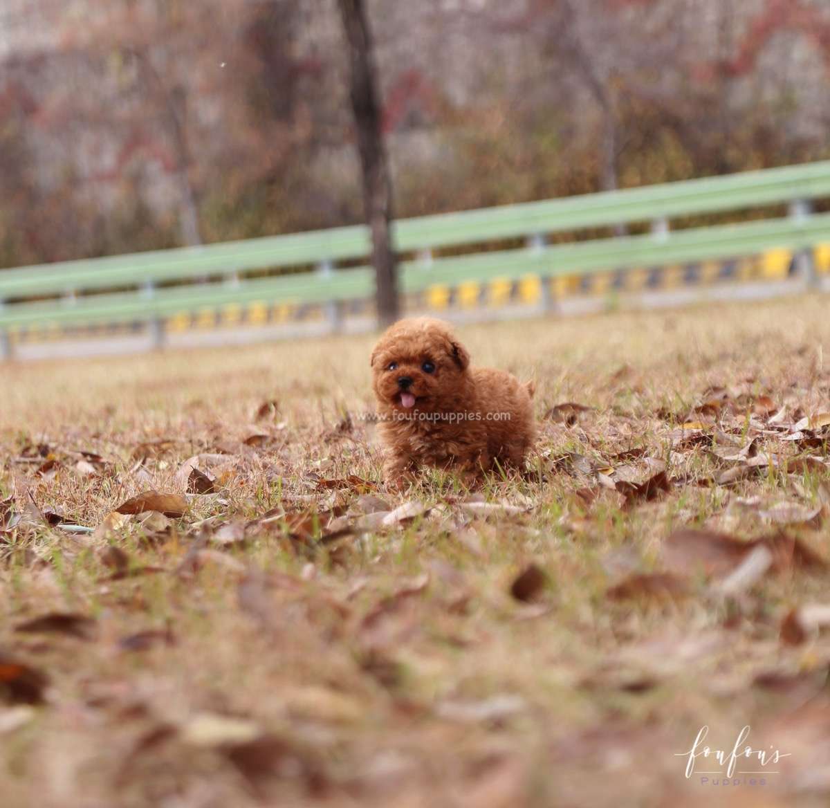 Yeti - Poodle M.