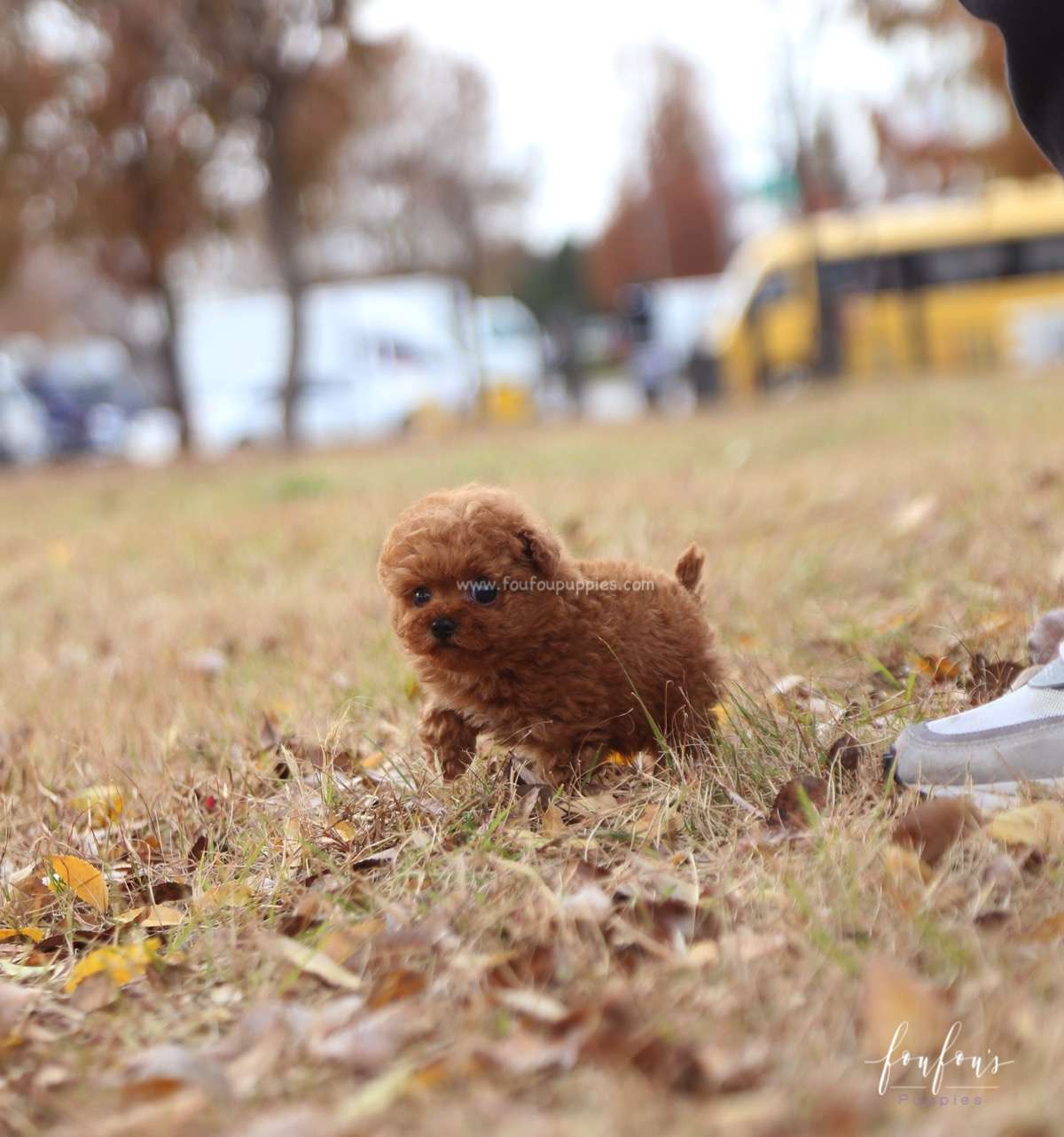 Yeti - Poodle M.