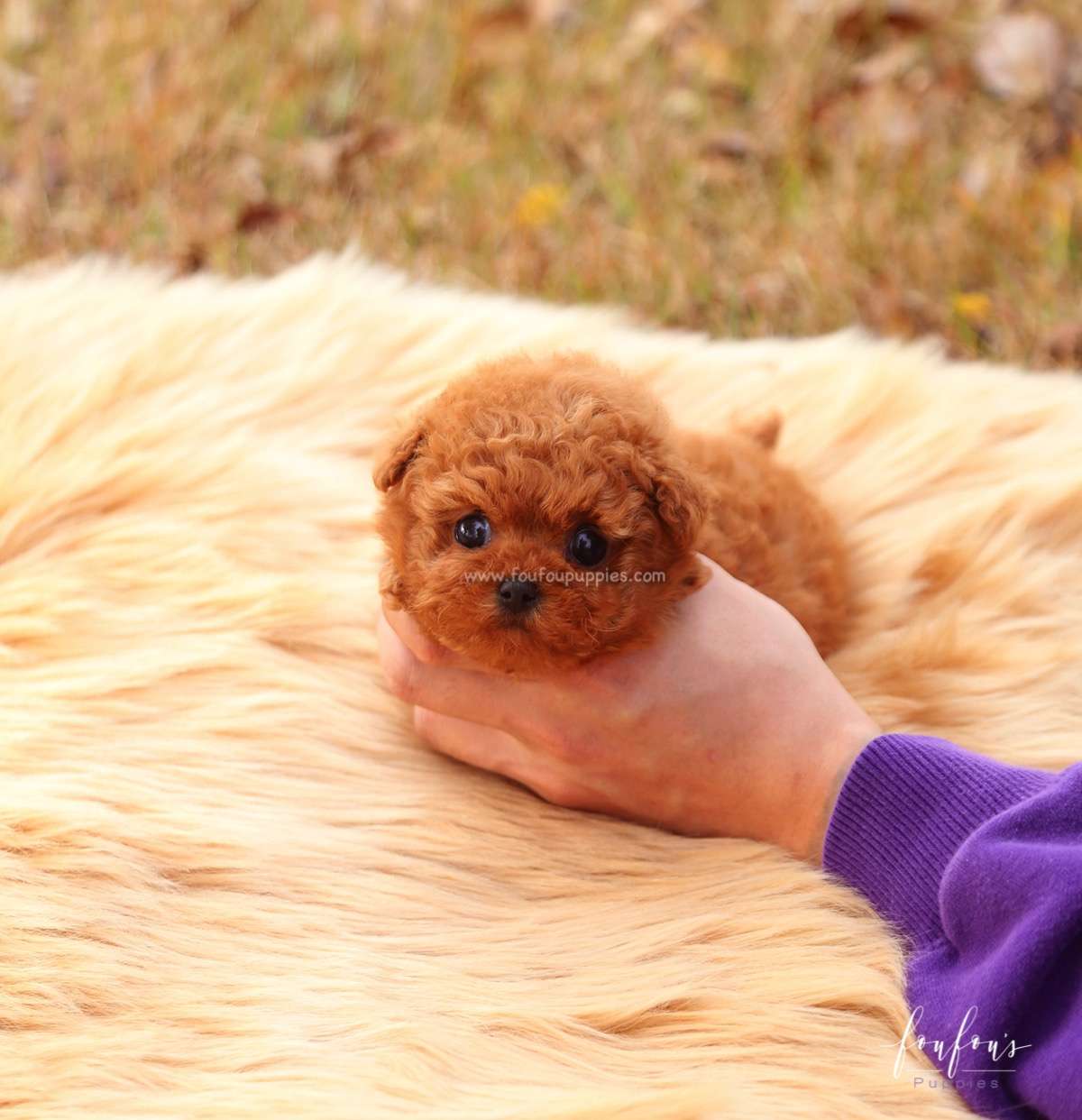 Yeti - Poodle M.